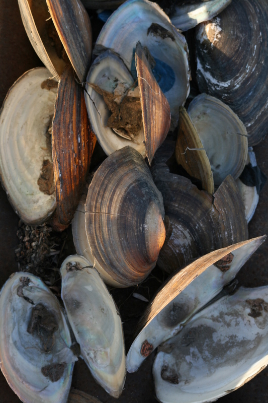 Oct 9 2007 - Changrong village, Jiangsu Prov, China. Morning. These shells were laying on a ledge just off the small bridge I wa