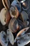 Oct 9 2007 - Changrong village, Jiangsu Prov, China. Morning. These shells were laying on a ledge just off the small bridge I wa