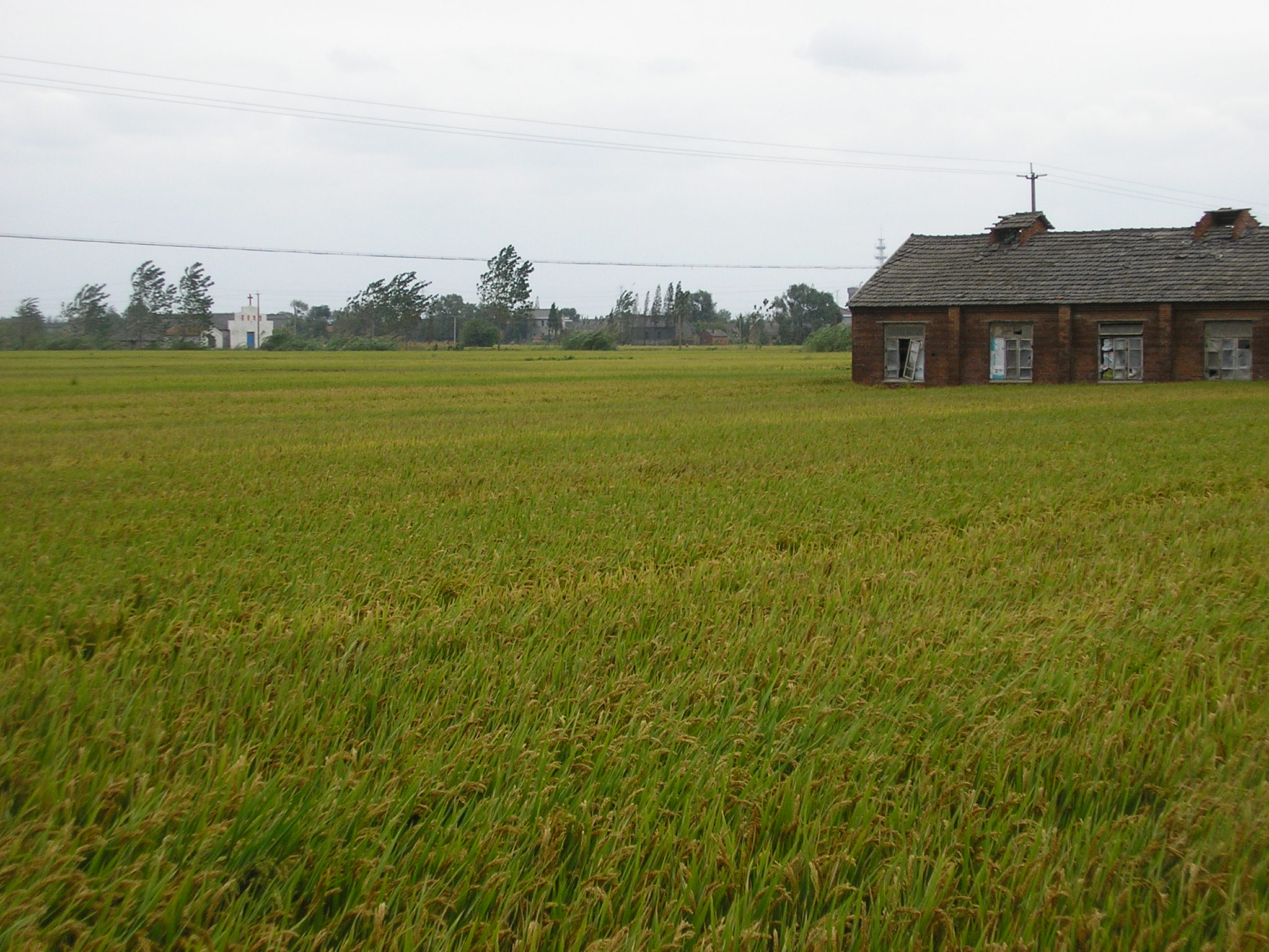 Rice field