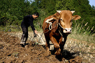 00049mr-peng-plowing-cow-ap.JPG