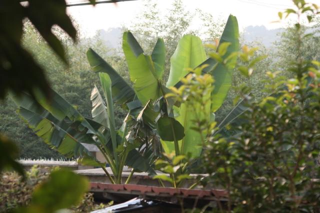 The first banana tree we've seen on our trip, behind Mrs. Zhang's kitchen