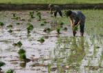 cplanting-rice-by-stick-crp0.jpg