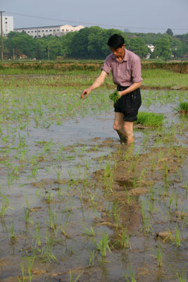 dman-sewing-seedlings-by-thr.jpg