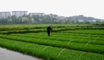 espraying-rice-seedlings0037.jpg