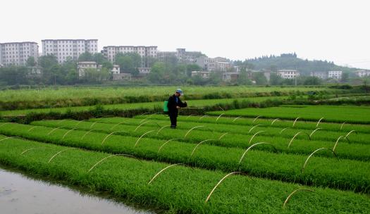 espraying-rice-seedlings0037.jpg