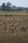 Harvested rice fields