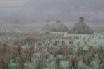 Hunan, Zhuhai city rice field that we camped in.