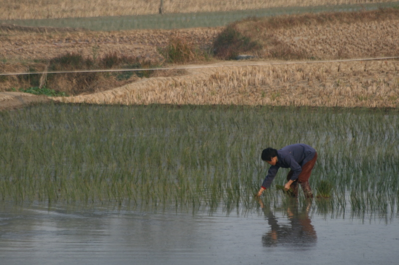 Planting reeds used for weaving. Southern Hunan.