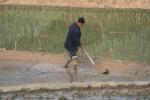 Perparing the field for reed planting.