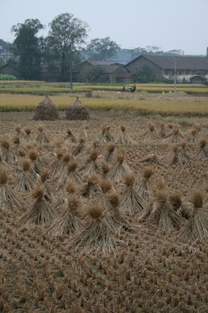 Harvested rice