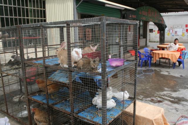 Guangdong Prov small town - Choose your meat. Cat is availiable for cat lovers.