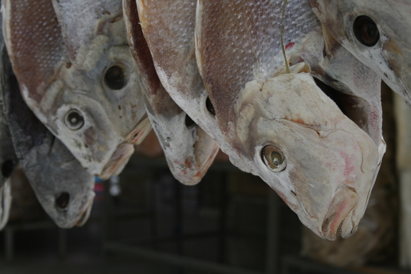 Guangdong Prov small town. Fish!