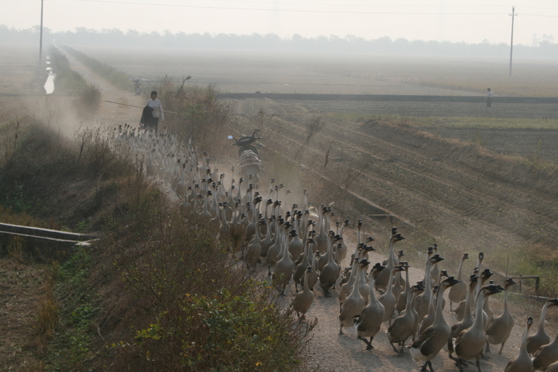 Guangdong Prov. Goose crossing!