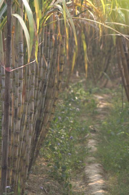 Guangdong prov, China. Sugar cane field