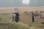 Sugar cane harvest