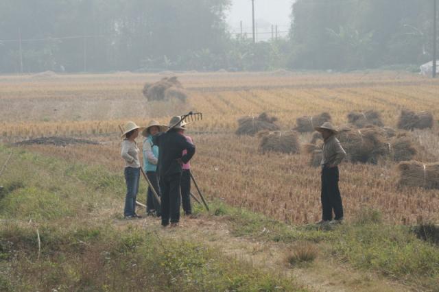 Sugar cane harvest