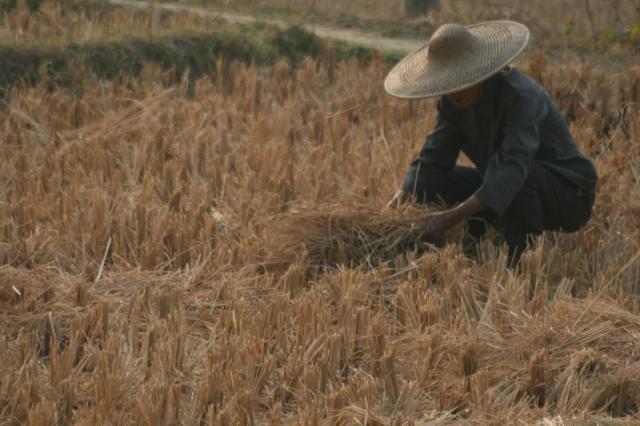 Guangdong - Harvesting rice