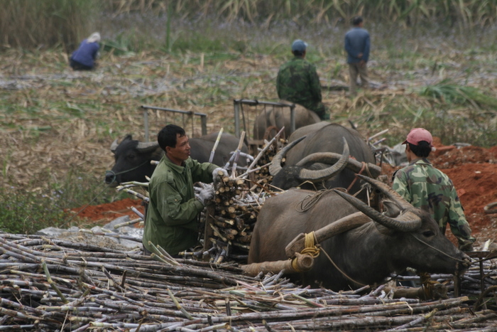 Sugarcane farmers in western Guangxi, China