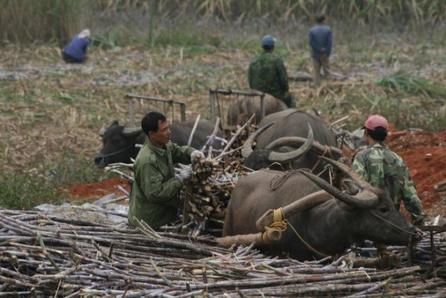 Sugarcane farmers in western Guangxi, China