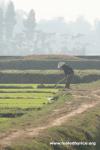 Vietnam - Farmer