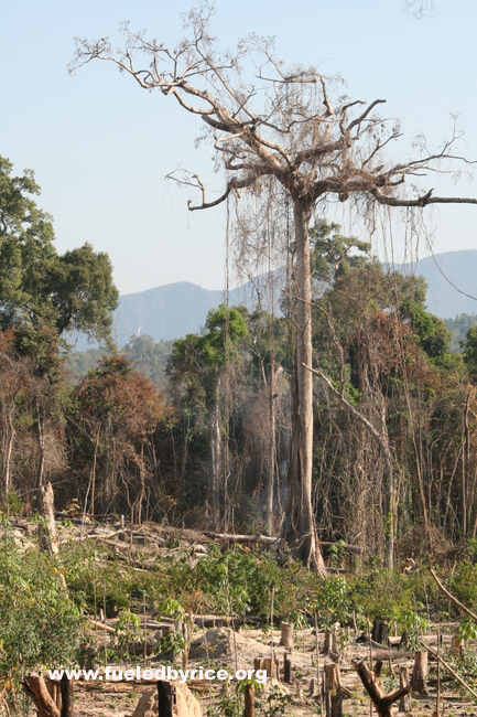 Lao - Logging near Hwy 13