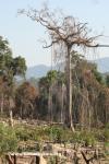 Lao - Logging near Hwy 13