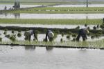 Vietnam - planting rice (Peter)