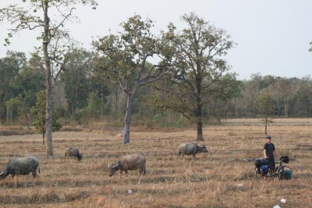 Adam and shui niu (water buffalo)