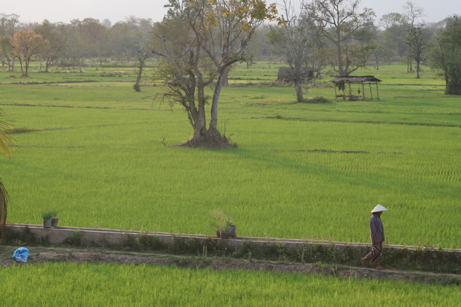 Lao - Some of the very few planted rice fields we've seen in Lao