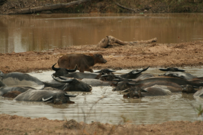 Lao - Water Buffalo keeping cool...not too unlike us