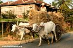 Cambodia - These old style woooden-wheel carts have been very common in the endless village along the Mekong River. Why change a