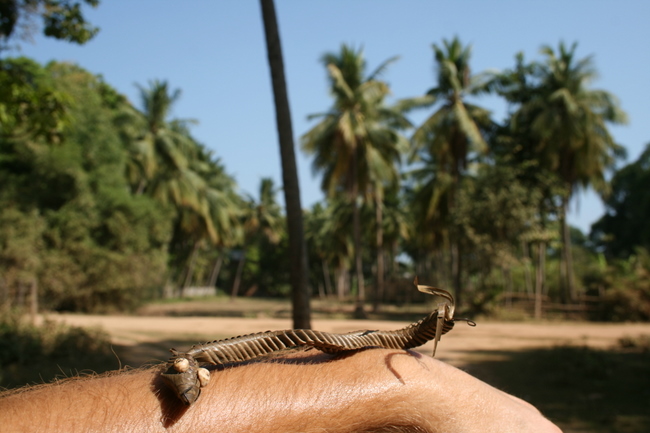 Cambodia - Niu Niu, my snake friend is still enjoying the journey!