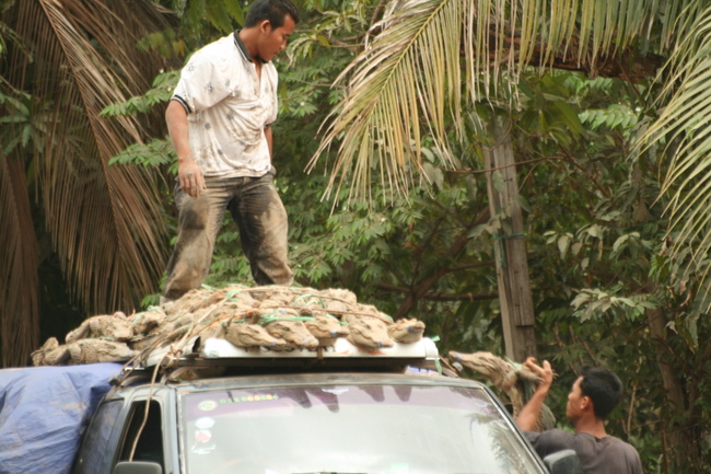 Cambodia - Loading live allegators!