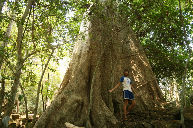 Cambodia - Angkor Wat, Preah Kham - big jungle trees