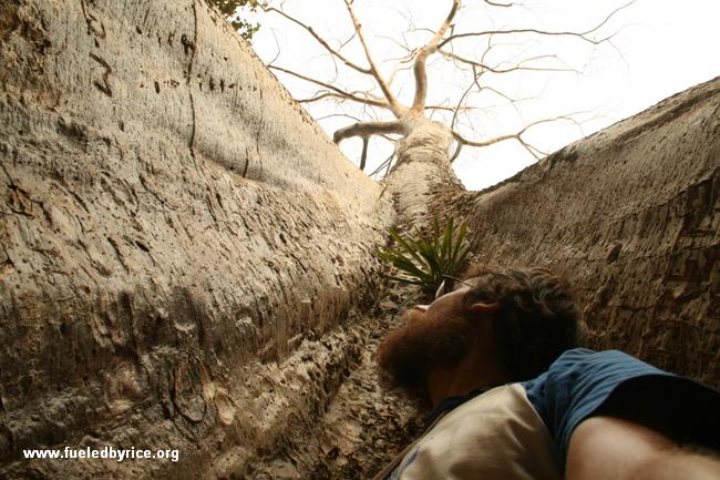 Cambodia - Angkor Wat, Ta Prohm - Huge Tree