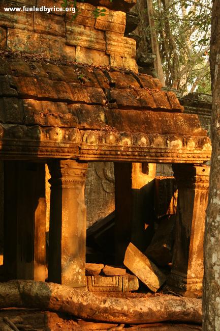 Cambodia - Angkor Wat, Ta Prohm at sunset 