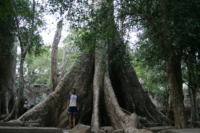 Cambodia - Angkor Wat, Ta Prohm - Huge Tree
