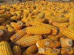 Hand shucked corn drying in the sun. -Jim