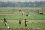 India, West Bengal - India's mass agriculture, like China, is still largely done by hand by the majority rural poor.