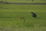 India, West Bengal - The farmer in his field