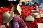 China - Guangdong Prov., Da Po town - A woman handles Peppers at the daily market