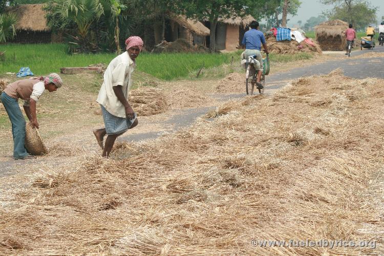 India, West Bengal - Farmers laying wheat on the county road to be threshed under the wheels of passing vehicles, quite a unique