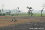 India, West Bengal - Bicycle in field