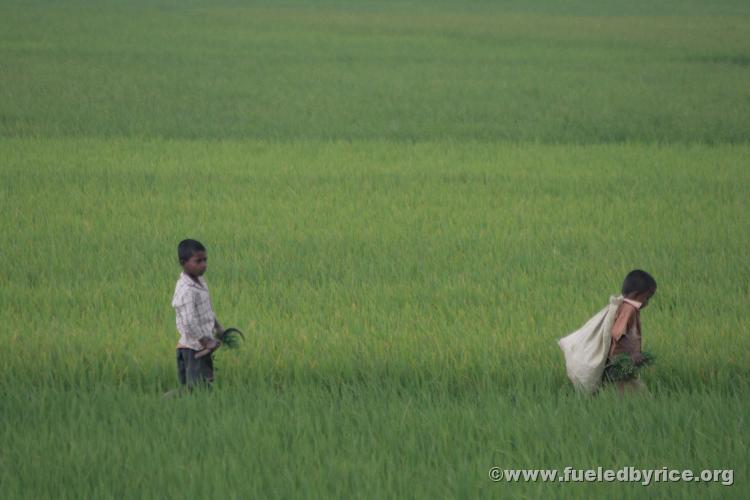 India, West Bengal - Kids working in the rice fields