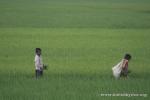 India, West Bengal - Kids working in the rice fields