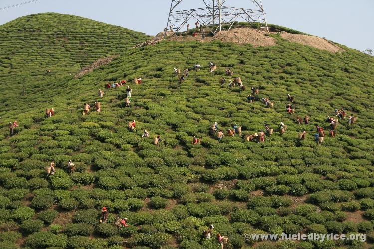 India, Darjeeling - Women pick tea in India's famous Darjeeling Himalayan foothills region