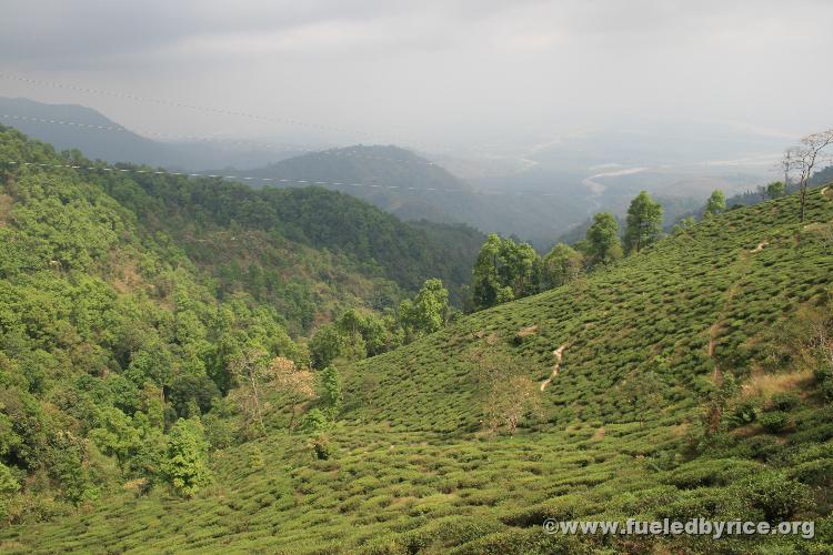 India, Darjeeling - Makaibari Tea Estate, just above the lowlands