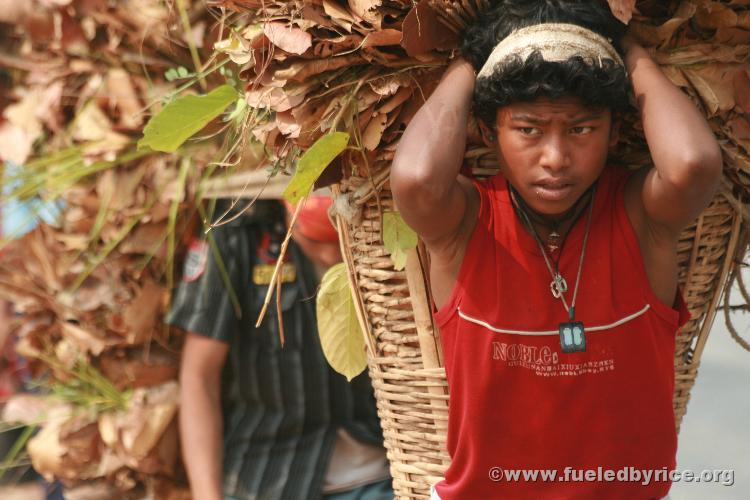 Nepal, Himalayan foothills, Jiri road - hauling leaves