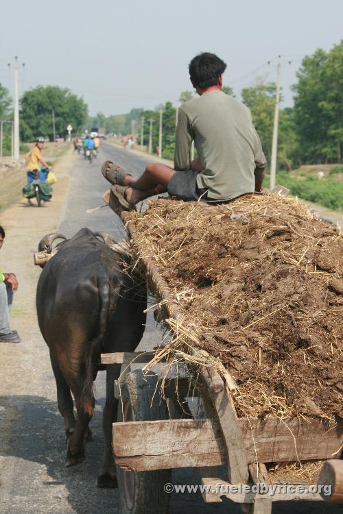 Nepal, west lowlands - Sharing the road. Main east-west lowlands highway