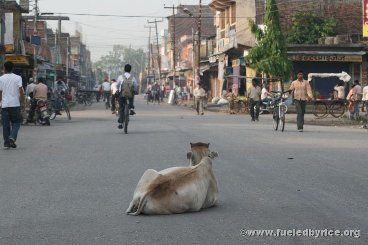 Nepal, Mahendranagar town - Holy Cow!